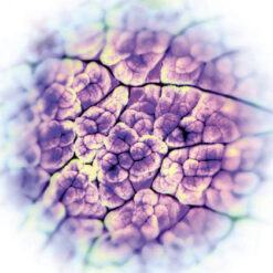 Act Noir "Automatisme Psychique" CD