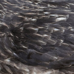 Arstidir "Arstidir" Digipak CD